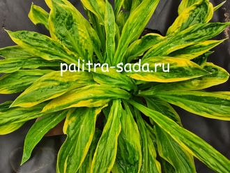 Описание сорта Хосты Foxfire Palm Sunday