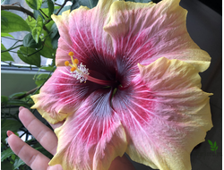 Гибискус Tahitian Queen