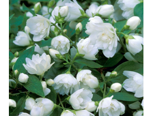 Чубушник Горностаевая мантия 2х летка  горш.С2л