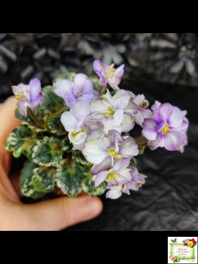 Heavenly Girl (Хевенли Гел), H.Pittman (пестролистный гёрл)