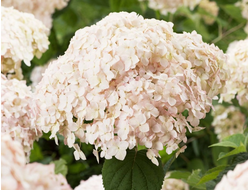 Гортензия древовидная Candybelle Marshmellow, C5