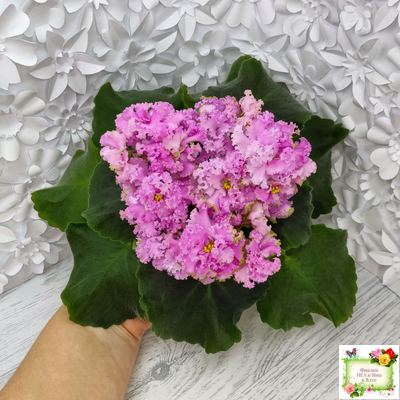 НД-Розовая Скумпия (Н. Данилова-Суворова) 2022 г.