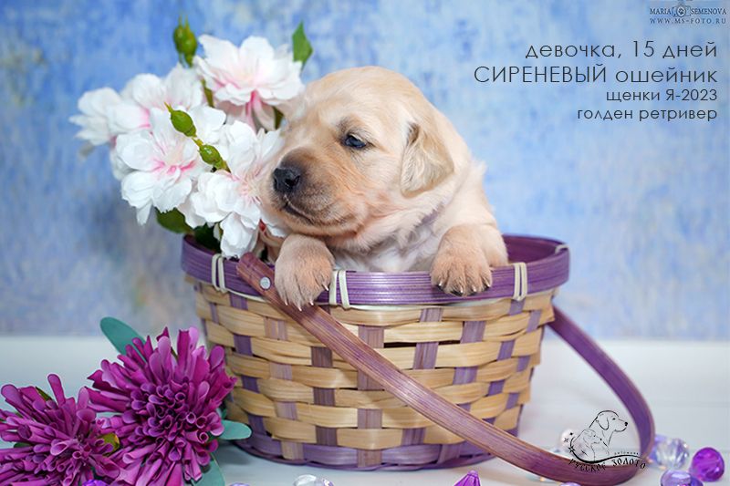 Голден ретривер. Щенок Я-2023, девочка с сиреневым ошейничком.