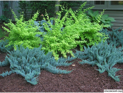 Можжевельник горизонтальный Блю Чип - Blue Chip