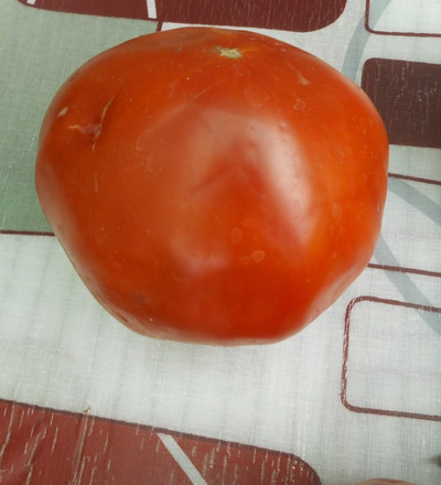 Томат Минусинский гигант