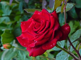 Блек меджик, (Black Magic, черная магия) . Tantau