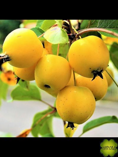 ЯБЛОНЯ &quot;КИТАЙКА раннелетняя золотая&quot; (для цельноплодного консервирования! Саженец 3 года)