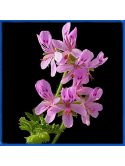 Pelargonium