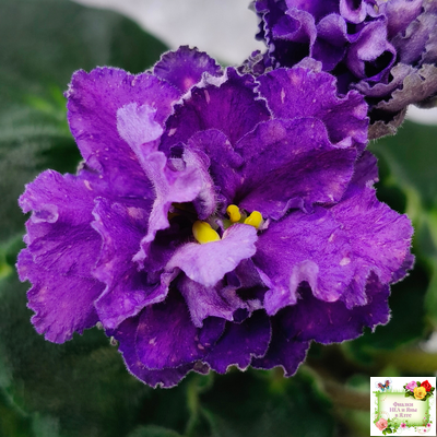 ДВ-Елена Прекрасная (Д. Лягина) 2024 г. (лист укоренённый)