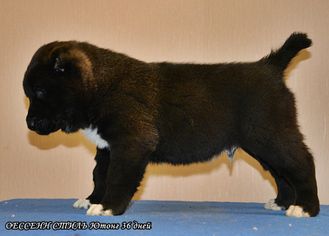 Кобель №2. ЮТОНГ. Продан.