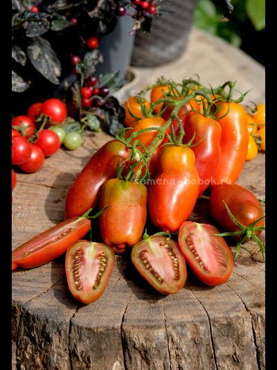 Томат Черный перец (Black Pepper), 10 шт