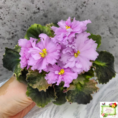 АВ-Поющие Пески (Фиалковод) 2021 г. (гёрл-листья с кроновой пестролистностью)