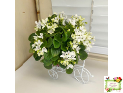 Broadway Star Trail (Селекционер неизвестен) трейлер