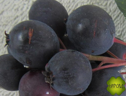 Ирга "Тиссен" (ягоды размером с вишню, сладкие) (саженец 60-70 см привитый)