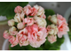 Fischers Appleblossom - пеларгония розебудная (розоцветная) - описание сорта, фото - купить почтой