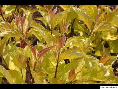 Дерен Ауреа - Aurea