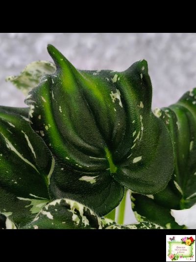 LV-Зюзя (Л. Шевелева) 2025 г. (лист укоренённый) трейлер