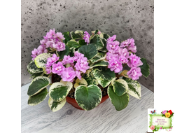 Alameda Trail (P.Harris) трейлер (лист посажен 06.10.25)