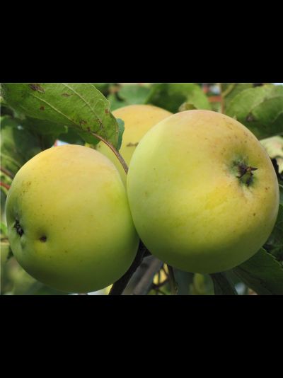 Россиянка (яблоня)