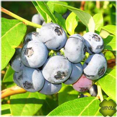"ДЕНИС БЛЮ" (крупные ягоды)