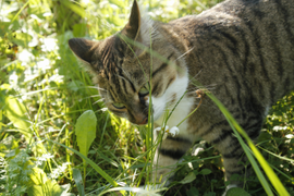 нюхает каждую травинку