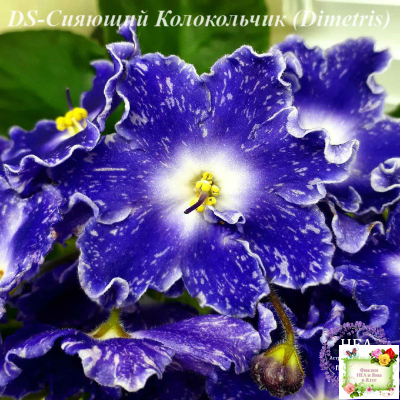 DS-Сияющий Колокольчик (Dimetris) 2014 г. (лист посажен 27.10.25)