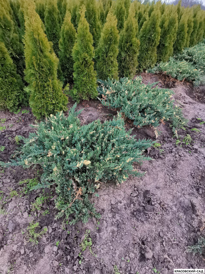 Можжевельник даурский Экспанса Вариегата - Expansa Variegata