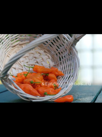 Перец сладкий Habanero Habanada  (Хабанеро Хабанада), 10 шт