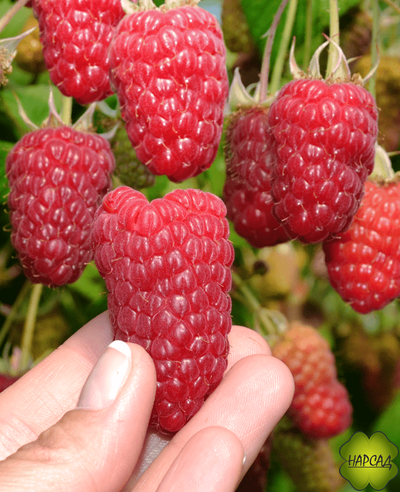 МАЛИНА "МОСКОВСКИЙ ГИГАНТ" (ранняя, лежкая)