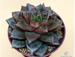 Echeveria Purpusorum