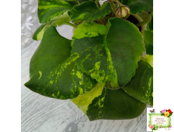 ЛФ-Дарья спорт со спонтанной пестролистностью