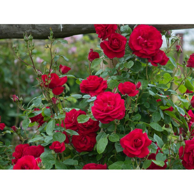 Роза Байкал (Rosa Baikal), ОКС Сербия