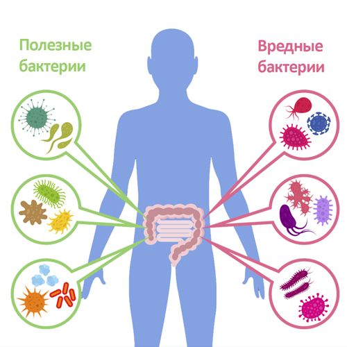 Потесняя вредные бактерии на слизистой оболочке кишечника, пробиотики предупреждают их размножение