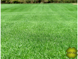 ГАЗОН "ТЕНЬ" 1 кг