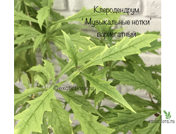 Клеродендрум Музыкальные нотки вариегатный / Clerodendrim Incisum variegata