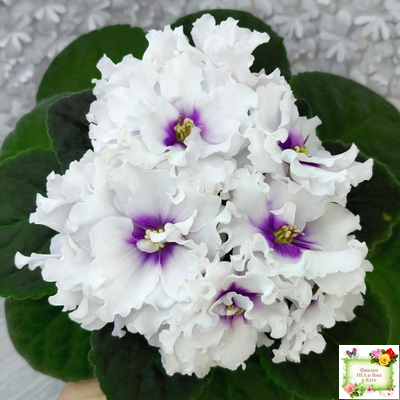 ПТ-Лариса (Т. Пугачева) 2017-2018 гг. (Стартер)