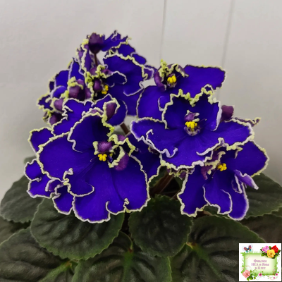 ЛЕ-Прекрасная Креолка (Е. Лебецкая) 2009 г