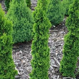Туя западная Спиралис (Thuja occidentalis Spiralis) (5-7л)