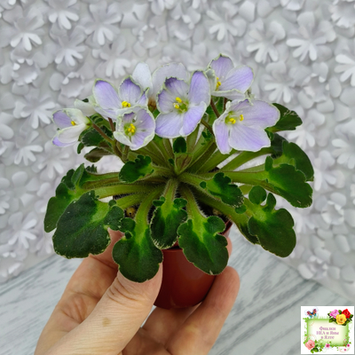 Vi-Лесная Нимфа (И.Виблая) 2021 г. (гёрл-листья)