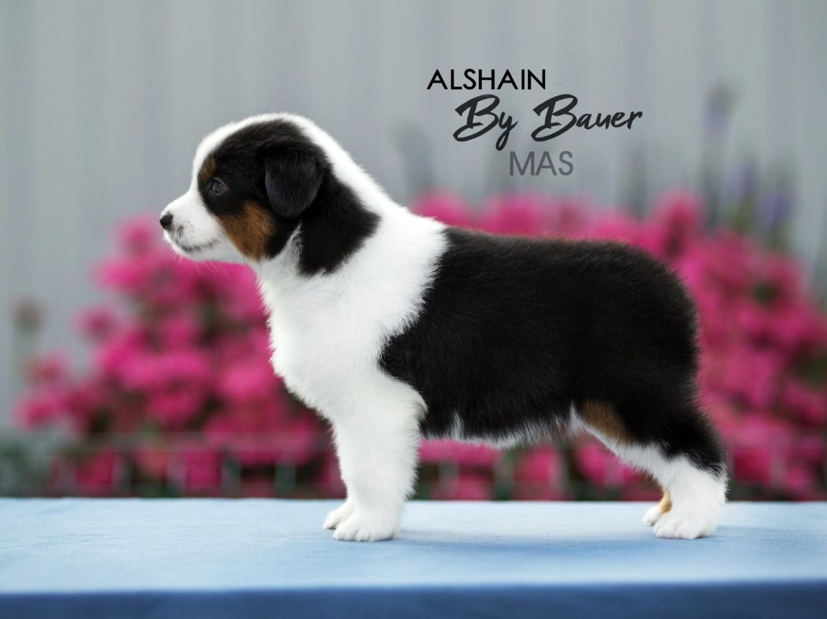 Alshain by Bauer