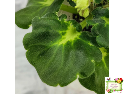 ВаТ-Соло Анфисы (Т. Валькова) 2021 г.