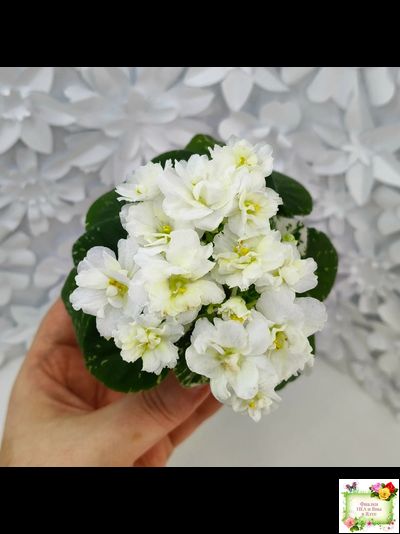 Adirondack Moon (S. Sorano) (детка)