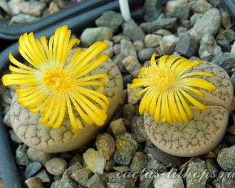 Lithops pseudotruncatella ssp.dendritica С072 (MG) - 10 семян