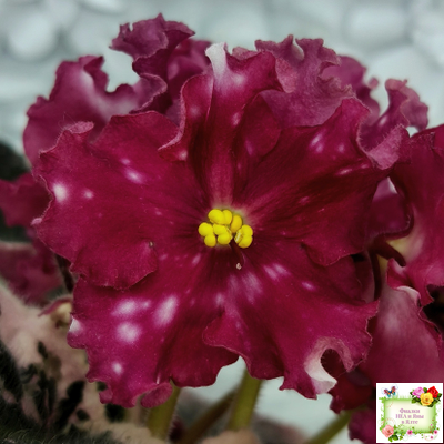 Rivermist Zeeva (J. Baker) (лист с детками укоренённый)