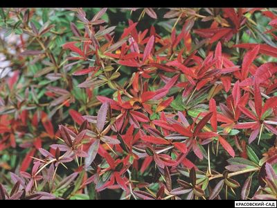 Барбарис Тунберга Helmond Pillar - в саду - красовский-сад.рф