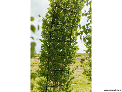 Арка из Березы повислой - Betula pendula