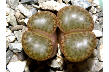 Lithops bromfieldii v.insularis 1
 