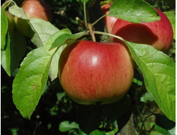 Прима (яблоня)