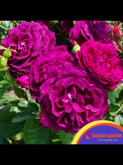 Твайлайт Зоун (Twilight Zone)