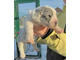 Кобель 1. НОЙ. Продан. Свердловская обл.